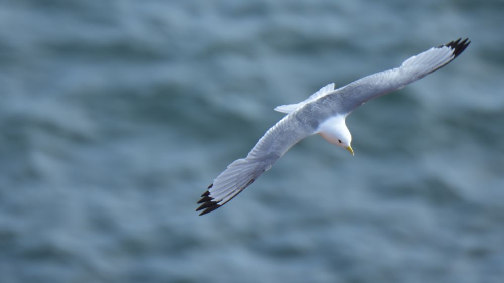 Flying seagull decorative image